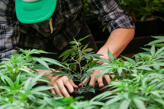 Un homme plante un plant de marijuana