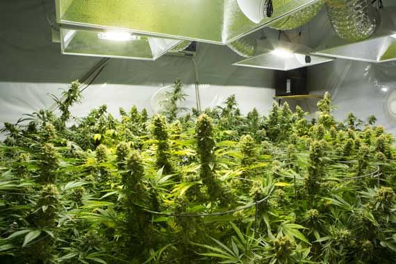 Des plants de cannabis