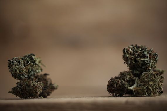 Des fleurs séchées de cannabis