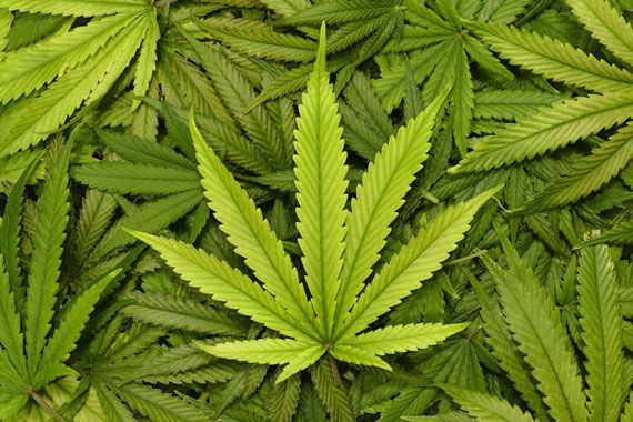 Des feuilles de cannabis.