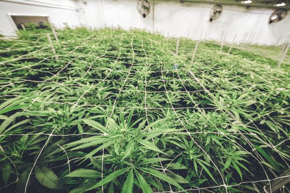 Des plants de cannabis qui poussent dans une serre