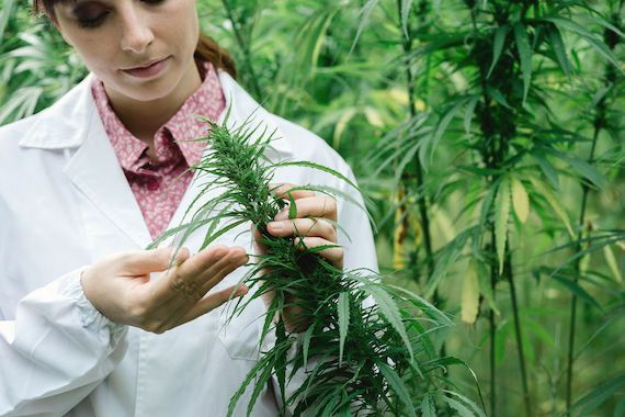 Une femme regarde des feuilles de cannabis