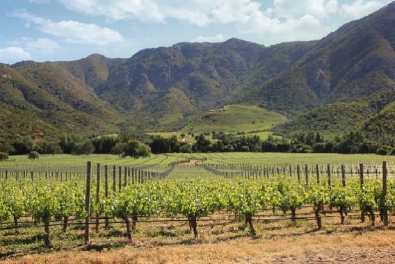Levons nos verres à la sortie du millésime 2018 des vins chiliens Seña et  Viñedo Chadwick! | LesAffaires.com