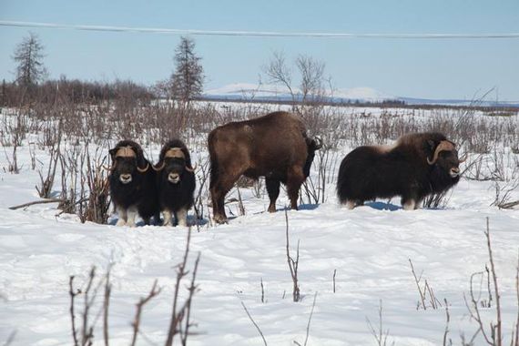Des bisons sur la neige
