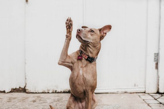 Un chien qui fait un high five