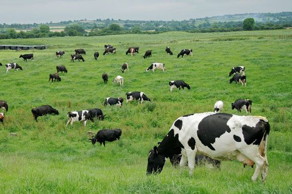 Des vaches dans un champ.
