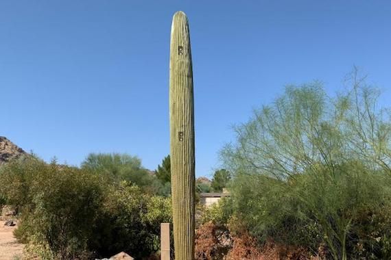 Un cactus dissimule une antenne réseau