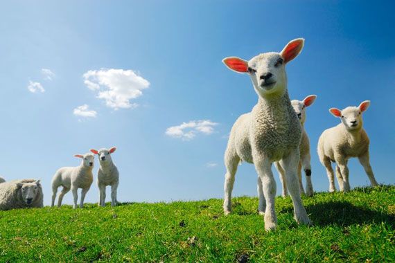 Des agneaux au printemps.