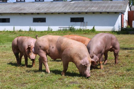 Des porcs devant une ferme.