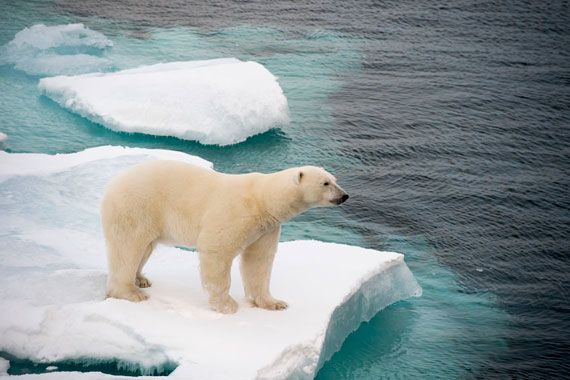 Un ours polaire sur la banquise.