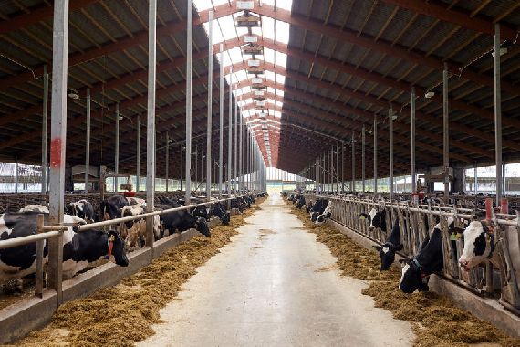 Des vaches dans une ferme laitière